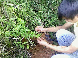 采药现场